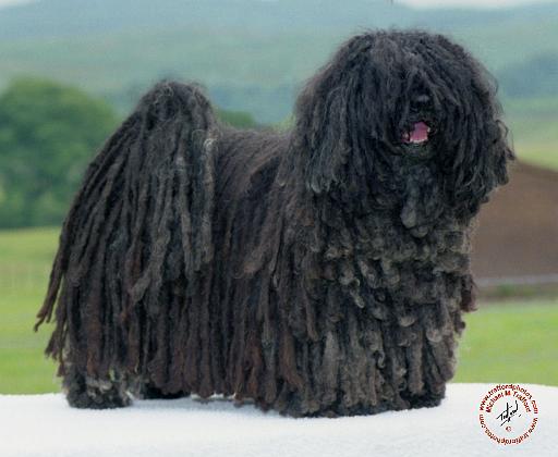 Hungarian Puli 7W025-11.jpg